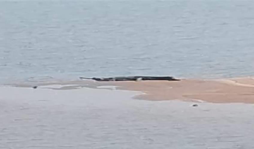 Odisha News:12-Foot-Crocodile-Sighting-Sparks-Panic-Near-Mahanadi-Madhu-Bridge