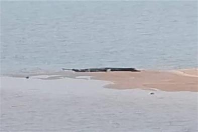 Odisha News:12-Foot-Crocodile-Sighting-Sparks-Panic-Near-Mahanadi-Madhu-Bridge