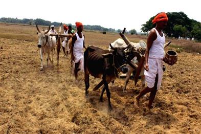 Odisha News:Akshaya-Tritiya-Odishas-Divine-Harvest--Renewal