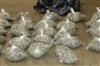 Odisha News:Bangkok-to-Bhubaneswar-Pot-Plot-Foiled-at-Airport
