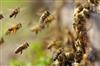 Odisha News:Bee-Attack-Injures-Devotees-at-Shiva-Temple-in-Gajapati