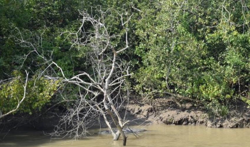Odisha News:Bhitarkanika-Forest-Tragedy-Mother-Son-Duo-Missing-After-Crab-Catching-Expedition