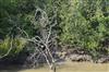 Odisha News:Bhitarkanika-Forest-Tragedy-Mother-Son-Duo-Missing-After-Crab-Catching-Expedition