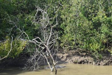 Odisha News:Bhitarkanika-Forest-Tragedy-Mother-Son-Duo-Missing-After-Crab-Catching-Expedition