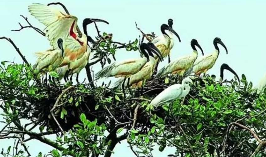 Odisha News:Bhitarkanika-National-Park-Bird-Census-Reveals-Rise-in-Avian-Population