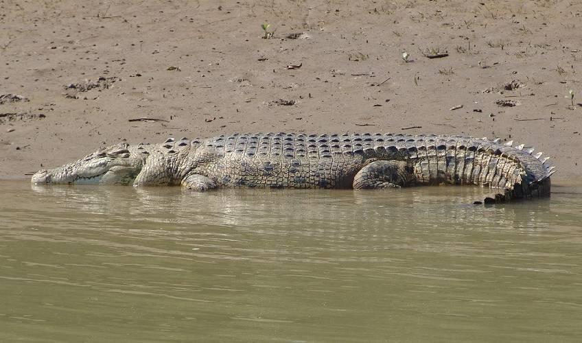 Odisha News:Bhitarkanika-Shuts-for-Census-24-Teams-to-Count-Crocodiles