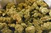 Odisha News:Bhubaneswar-Airport-Seizure-Rs-4-Crore-Worth-Foreign-Marijuana-Caught-Couple-Arrested