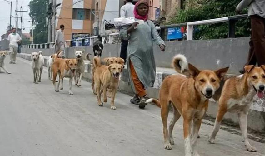 Odisha News:Bhubaneswar-Conducts-First-Ever-Stray-Dog-Census
