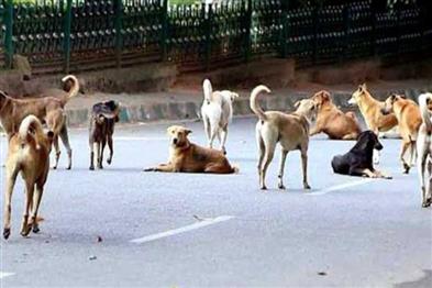 Odisha News:Bhubaneswar-Launches-First-Ever-Dog-Census-in-Odisha