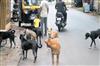 Odisha News:Bhubaneswar-Municipal-Corporation-to-Conduct-Dog-Count