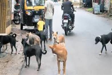 Odisha News:Bhubaneswar-Municipal-Corporation-to-Conduct-Dog-Count