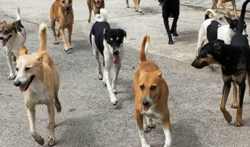 Odisha News:Bhubaneswar-to-Conduct-First-Ever-Stray-Dog-Census-from-Sept-17-24