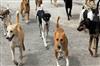 Odisha News:Bhubaneswar-to-Conduct-First-Ever-Stray-Dog-Census-from-Sept-17-24