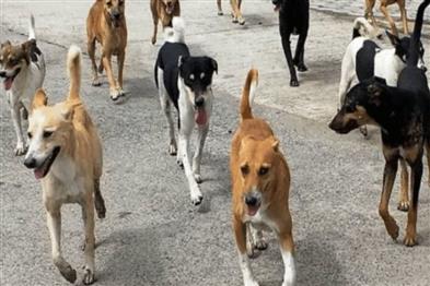 Odisha News:Bhubaneswar-to-Conduct-First-Ever-Stray-Dog-Census-from-Sept-17-24