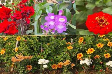 Odisha News:Blooming-Horizon-SOA-to-Host-Inaugural-Two-Day-Pushpa-Festival