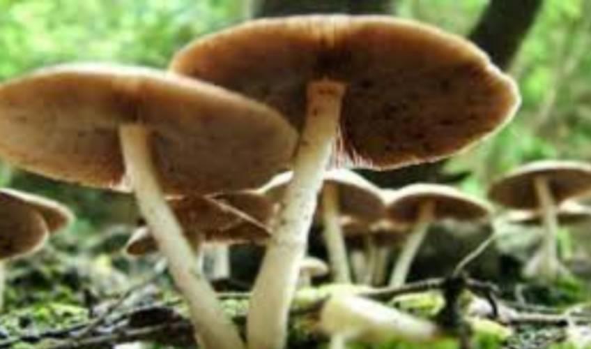 Odisha News:Couple-Falls-Critical-After-Consuming-Wild-Mushroom-in-Rourkelas-Vedvyas