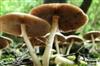 Odisha News:Couple-Falls-Critical-After-Consuming-Wild-Mushroom-in-Rourkelas-Vedvyas