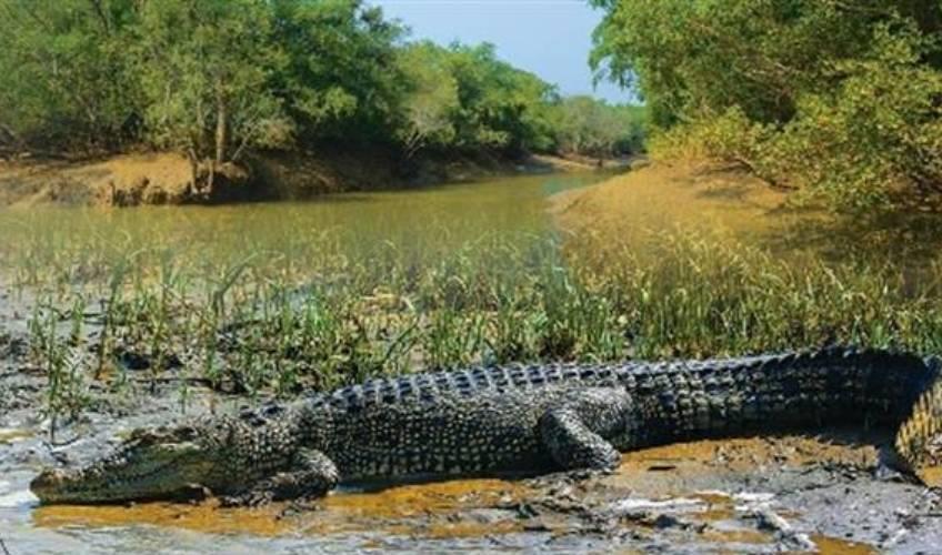 Odisha News:Crocodile-Population-and-Migratory-Bird-Count-Soar