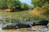 Odisha News:Crocodile-Population-and-Migratory-Bird-Count-Soar