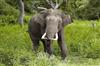 Odisha News:Dhenkanal-Another-Human-Life-Lost-to-Elephant-Attack-in-Hindola-Forest