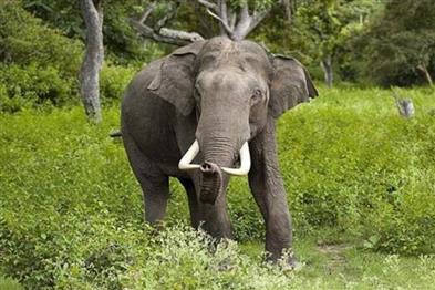 Odisha News:Dhenkanal-Another-Human-Life-Lost-to-Elephant-Attack-in-Hindola-Forest