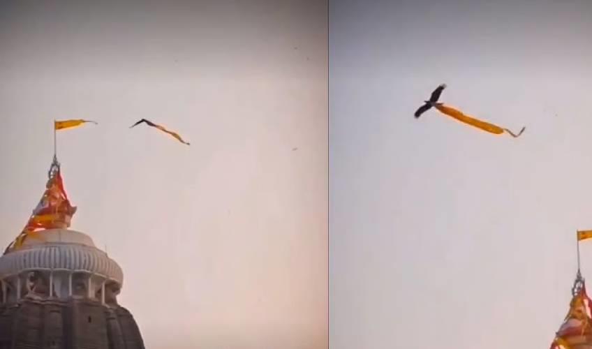 Odisha News:Divine-Omen-or-Natural-Occurrence-Eagle-Sighting-Sparks-Debate