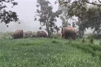 Odisha News:Elephant-Herd-Terrifies-Champua-Villages-After-Destroying-Crops-and-House