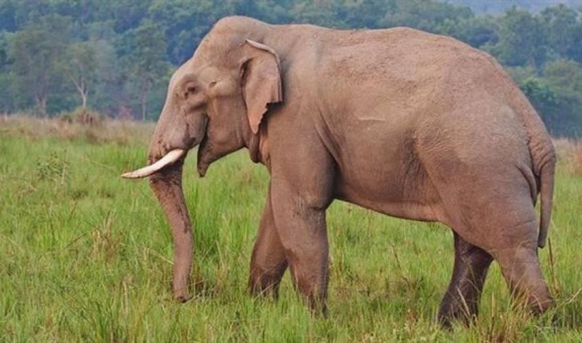 Odisha News:Fatal-Elephant-Attack-in-Deogarhs-Riamal-Elderly-Man-Killed