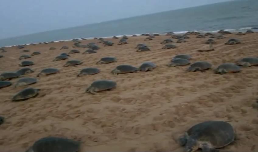 Odisha News:Fishing-Ban-Imposed-In-Odishas-Gahirmatha-Marine-Sanctuary-For-7-Months