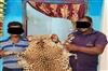 Odisha News:Forest-Department-Arrests-2-Accused-During-Deal-For-Sale-Of-Tiger-Skin