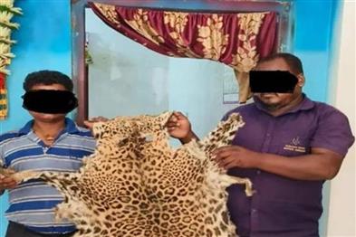 Odisha News:Forest-Department-Arrests-2-Accused-During-Deal-For-Sale-Of-Tiger-Skin