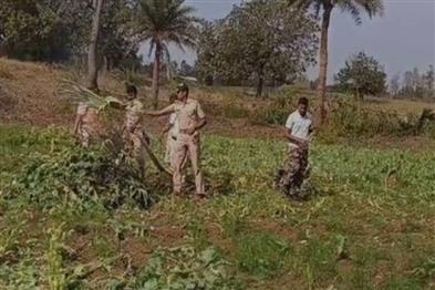 Odisha News:Forest-Fire-₹25-Crore-Opium-Plantation-Torched-in-Deogarh