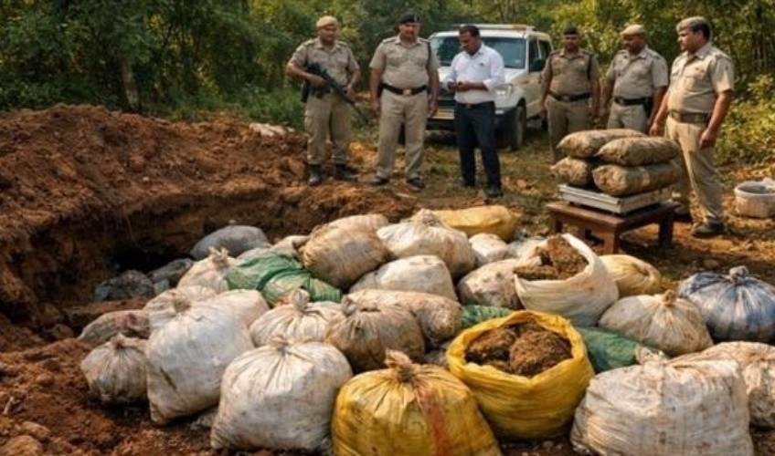 Odisha News:Gajapati-Ganja-Bust-Police-Seize-Underground-Stash-Worth-₹2-Crore