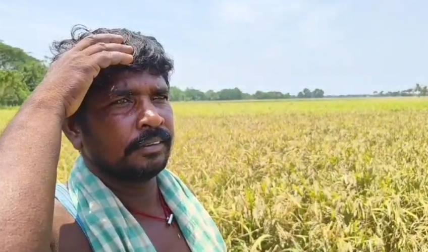 Odisha News:Harvest-Heartbreak-Pests-Ravage-250-Acres-in-Nimapara