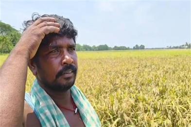 Odisha News:Harvest-Heartbreak-Pests-Ravage-250-Acres-in-Nimapara