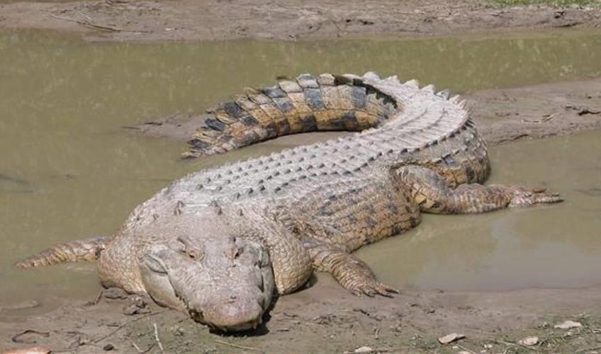 Odisha News:Huge-Crocodile-Spotted-Near-Mundli-Barrage-Locals-on-Alert