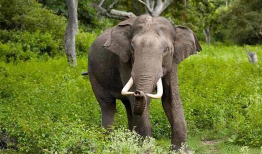 Odisha News:Kandhamal-Tragedy-Lone-Tusker-Kills-Three-in-Forest-Attack