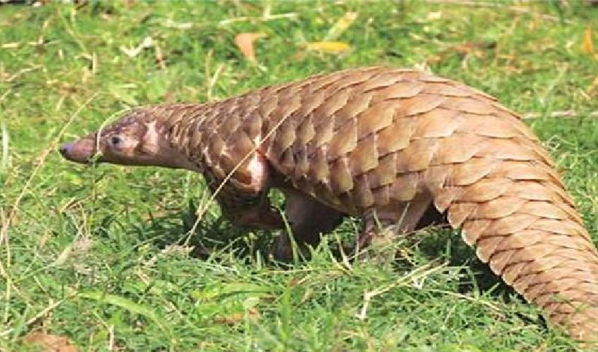 Odisha News:Malkangiri-Forest-Department-Busts-Interstate-Wildlife-Smuggling-Racket-Seizes-Pangolin-Scales