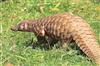 Odisha News:Malkangiri-Forest-Department-Busts-Interstate-Wildlife-Smuggling-Racket-Seizes-Pangolin-Scales