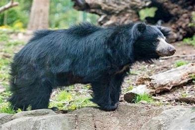 Odisha News:Man-Critically-Injured-in-Bear-Attack-on-Jajpur-Road