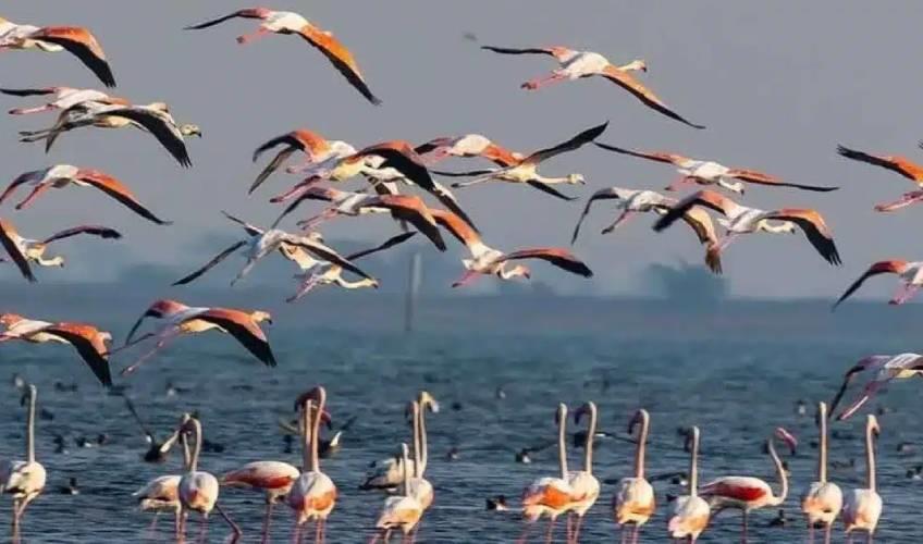 Odisha News:Migratory-Surge-Over-113-Lakh-Birds-Arrive-in-Chilika