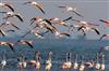 Odisha News:Migratory-Surge-Over-113-Lakh-Birds-Arrive-in-Chilika