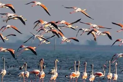 Odisha News:Migratory-Surge-Over-113-Lakh-Birds-Arrive-in-Chilika