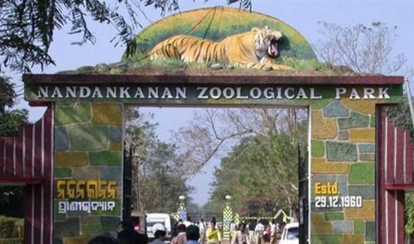 Odisha News:Nandankanan-Zoo-Loses-Rare-White-Tiger-Cub
