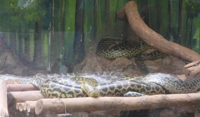 Odisha News:Nandankanan-Zoo-Welcomes-Seven-New-Yellow-Anaconda-Hatchlings