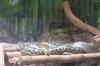 Odisha News:Nandankanan-Zoo-Welcomes-Seven-New-Yellow-Anaconda-Hatchlings