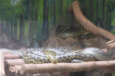 Odisha News:Nandankanan-Zoo-Welcomes-Seven-New-Yellow-Anaconda-Hatchlings