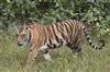 Odisha News:Natures-Reality-Check-Viral-Tiger-Safari-Kill-Sparks-Debate-at-Nandankanan-Zoo