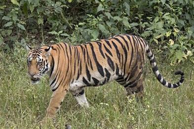 Odisha News:Natures-Reality-Check-Viral-Tiger-Safari-Kill-Sparks-Debate-at-Nandankanan-Zoo
