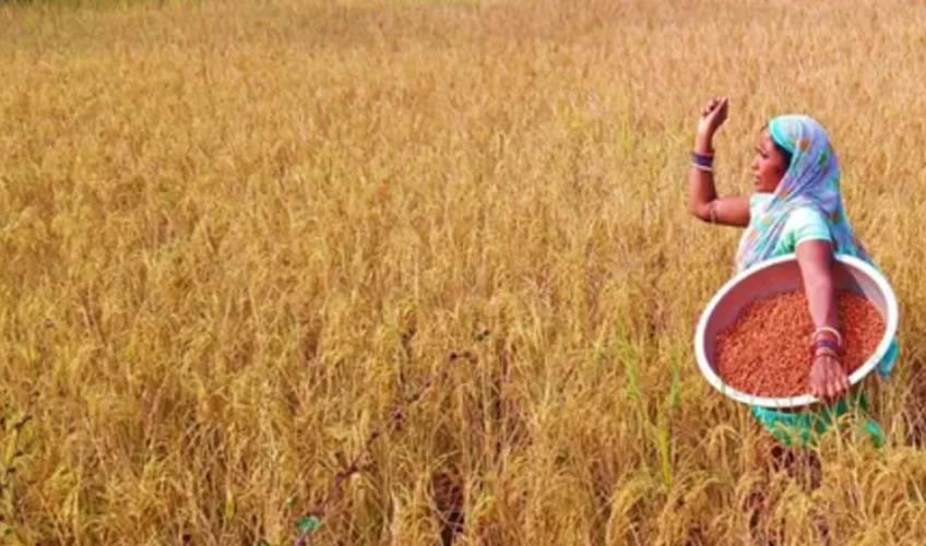 Odisha News:Odisha-Boosts-Climate-Resilient-Agriculture-with-IRRI-Collaboration